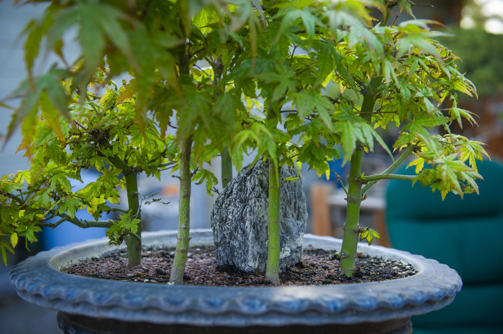 Pat Spencer's Bonsai Garden